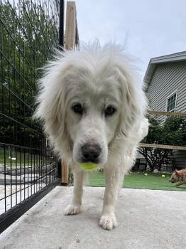 Great Pyrenees Dogs Available for Adoption in Bowdoin, Maine - Mary | PetCurious