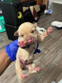 PEPPERMINT -  Mixed Breed Dog for Adoption in Dallas, Texas - PEPPERMINT | PetCurious