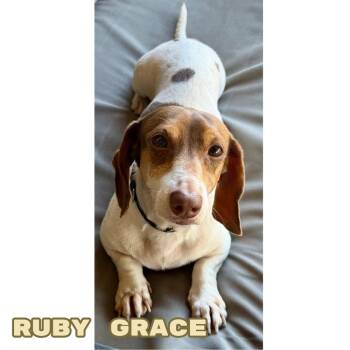 Ruby Grace -  Dachshund Dog for Adoption in San Antonio, Texas - Ruby Grace | PetCurious