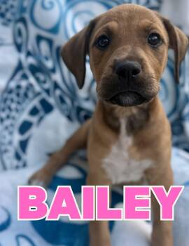 Bailey -  Labrador Retriever and Mixed Breed Dog for Adoption in Shalimar, Florida - Bailey | PetCurious
