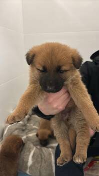 German Shepherd Dog Dogs Available for Adoption in Steinbach, Manitoba - Pfannee (Fanny) | PetCurious