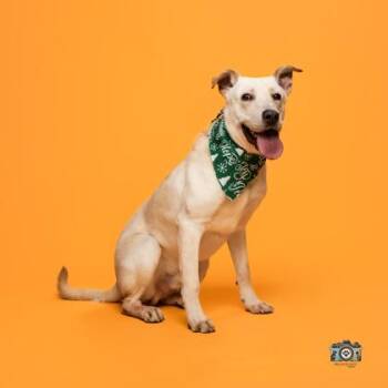 Hooka Dog* -  Shepherd and Mixed Breed Dog for Adoption in El Paso, Texas - Hooka Dog* | PetCurious