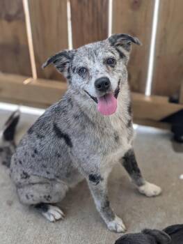 Harley -  Australian Cattle Dog Blue Heeler and Catahoula Leopard Dog Dog for Adoption in Baton Rouge, Louisiana - Harley | PetCurious