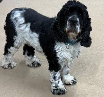 Candy -  Cocker Spaniel Dog for Adoption in Hot Springs, South Dakota - Candy | PetCurious