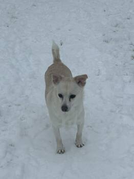 Chihuahua Dogs Available for Adoption in Atkinson, New Hampshire - Bella - CT  | PetCurious