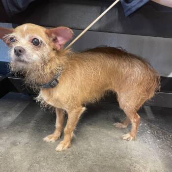 Chihuahua and Wirehaired Terrier Dogs Available for Adoption in Tampa, Florida - Lilly | PetCurious