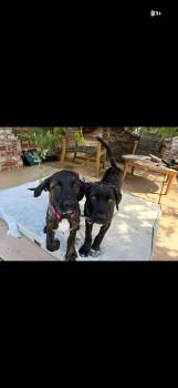 Lily Mae aka squish -  Mastiff Dog for Adoption in Hayward, California - Lily Mae Aka Squish | PetCurious
