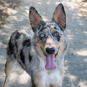 Rescue Australian Shepherd and Australian Cattle Dog Blue Heeler Dogs for Adoption in Richmond, California - PEPPA | PetCurious