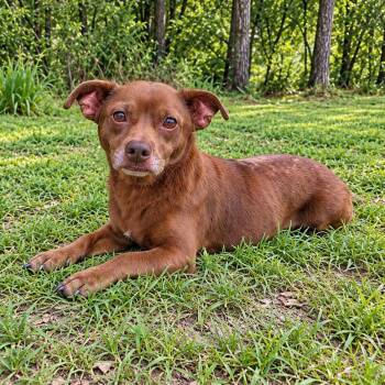 Benji -  Chihuahua and Dachshund Dog for Adoption in Foley, Alabama - Benji | PetCurious
