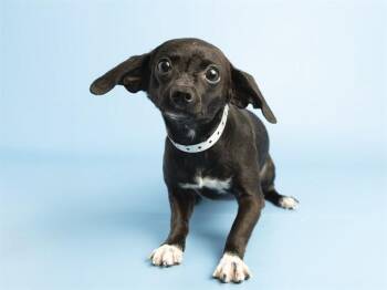 Chihuahua and Mixed Breed Dogs Available for Adoption in Phoenix, Arizona - POSIE | PetCurious