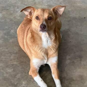 Terrier Dogs Available for Adoption in Grand Bay, Alabama - Pixie | PetCurious