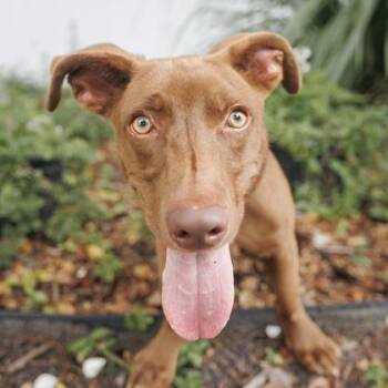 Dexter -  Labrador Retriever and Dachshund Dog for Adoption in Largo, Florida - Dexter | PetCurious