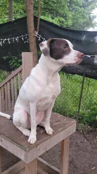 Pointer Dogs Available for Adoption in West Peoria, Illinois - Poppy | PetCurious