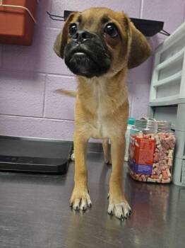 61758813 -  Mixed Breed Dog for Adoption in El Paso, Texas - 61758813 | PetCurious
