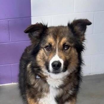 **CAROLINA** -  Collie Dog for Adoption in North Prairie, Wisconsin - **CAROLINA** | PetCurious