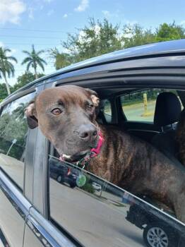 GLORIA -  American Staffordshire Terrier Dog for Adoption in Fort Lauderdale, Florida - GLORIA | PetCurious
