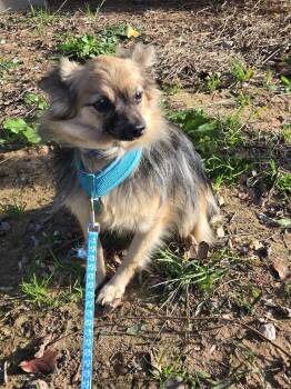 Rescue Pomeranian Dogs for Adoption in New Berlin, Wisconsin - RILEY   $425 | PetCurious