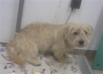 Petit Basset Griffon Vendeen and Mixed Breed Dogs Available for Adoption in Albuquerque, New Mexico - BARLEY | PetCurious