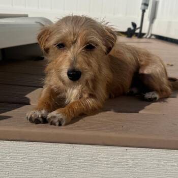 Bonita -  Cairn Terrier and Mixed Breed Dog for Adoption - Bonita | PetCurious