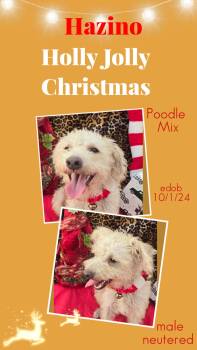 Poodle Dogs Available for Adoption - Hazino WV14076-T LOCAL Adoption Event In Woodinville 2/22 | PetCurious