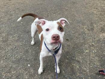 Baby Rose -  Pit Bull Terrier Dog for Adoption in Randolph, Vermont - Baby Rose | PetCurious