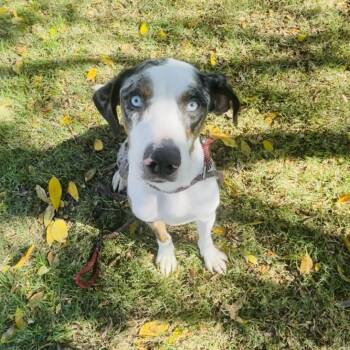 Mixed Breed Dogs Available for Adoption in Lake Jackson, Texas - Cletus | PetCurious