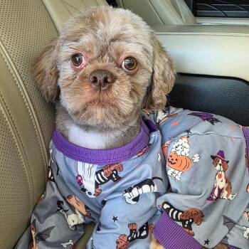 Mork -  Shih Tzu Dog for Adoption in Jackson, Missouri - Mork | PetCurious
