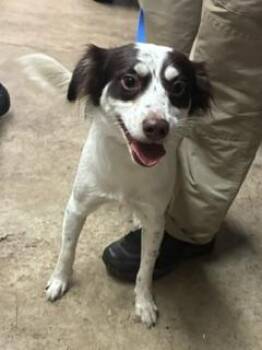 Chloe -  Australian Shepherd and Mixed Breed Dog for Adoption in Gainesville, Florida - Chloe | PetCurious