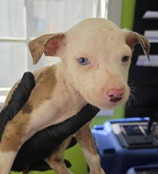 Megsie -  Pit Bull Terrier Dog for Adoption in Cleveland, Tennessee - Megsie | PetCurious
