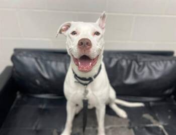 Labrador Retriever and Mixed Breed Dogs Available for Adoption in Omaha, Nebraska - PRINCESS | PetCurious