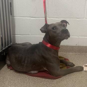 Mixed Breed Dogs Available for Adoption in League City, Texas - Blue Jeans | PetCurious