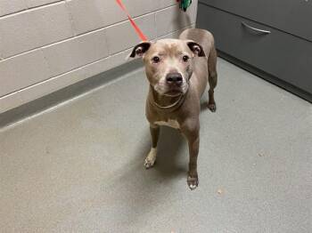 Pit Bull Terrier Dogs Available for Adoption - KATARA | PetCurious