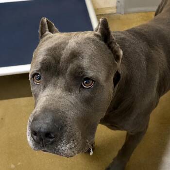 Roman -  Cane Corso Dog for Adoption in Waldorf, Maryland - Roman | PetCurious