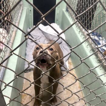 Rescue Mixed Breed Dogs for Adoption in Savannah, Georgia - Pupkin Spice | PetCurious