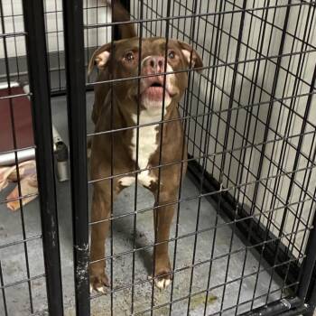 Brick -  Terrier and Mixed Breed Dog for Adoption in St. Louis, Missouri - Brick | PetCurious