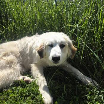 Aurora -  Great Pyrenees Dog for Adoption in Mckean, Pennsylvania - Aurora | PetCurious
