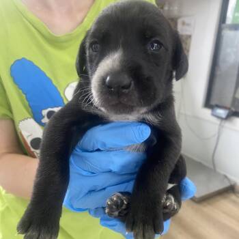 Sky -  Australian Cattle Dog Blue Heeler and Mixed Breed Dog for Adoption in Chapel Hill, North Carolina - Sky | PetCurious