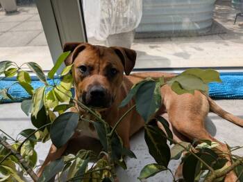 Junie -  American Staffordshire Terrier Dog for Adoption in Youngsville, North Carolina - Junie | PetCurious