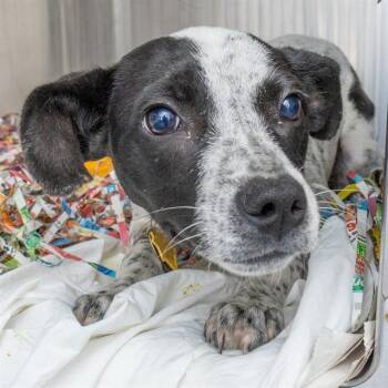 WHIMSY -  Australian Cattle Dog Blue Heeler and Mixed Breed Dog for Adoption in St. Louis, Missouri - WHIMSY | PetCurious