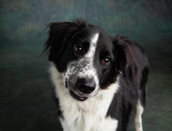 Border Collie Dogs Available for Adoption - Milo | PetCurious