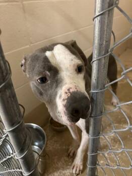 Nd 4 Brock -  Pit Bull Terrier Dog for Adoption in Lawrenceville, Georgia - Nd 4 Brock | PetCurious