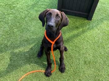 HARDY -  Labrador Retriever and Pointer Dog for Adoption in Tustin, California - HARDY | PetCurious