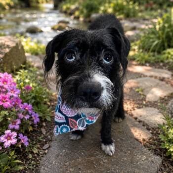 MYLEE (629) -  Terrier Dog for Adoption in Indiantown, Florida - MYLEE (629) | PetCurious
