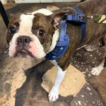 Knox 2 -  Boston Terrier and Mixed Breed Dog for Adoption in North Myrtle Beach, South Carolina - Knox 2 | PetCurious
