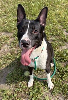 Allegra -  Labrador Retriever Dog for Adoption in Crete, Illinois - Allegra | PetCurious