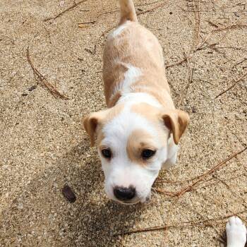 Rescue Mixed Breed Dogs for Adoption in Quincy, Florida - Lily | PetCurious