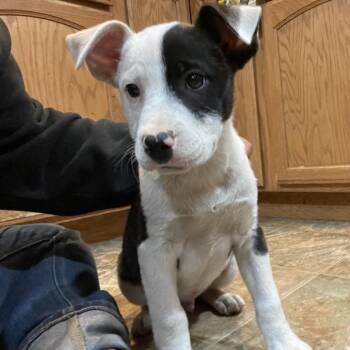 Sour Cream -  Cattle Dog and Pit Bull Terrier Dog for Adoption in Tacoma, Washington - Sour Cream | PetCurious