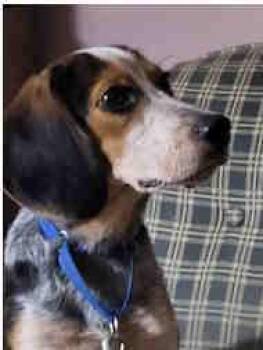 AJ -  Beagle Dog for Adoption in Waterford, New Jersey - AJ | PetCurious