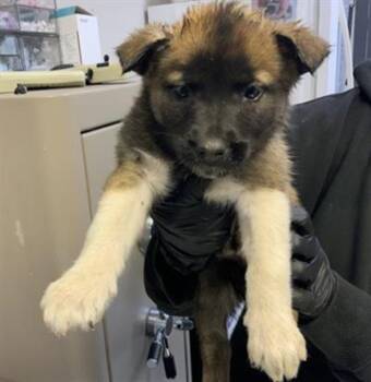 Husky and Mixed Breed Dogs Available for Adoption in Visalia, California - A253260 | PetCurious