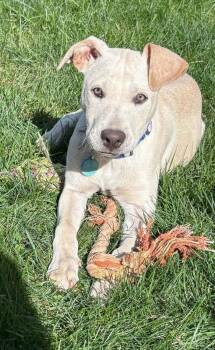 Rogue -  Mixed Breed Dog for Adoption - Rogue | PetCurious
